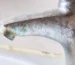 علت سبزی شیرآلات